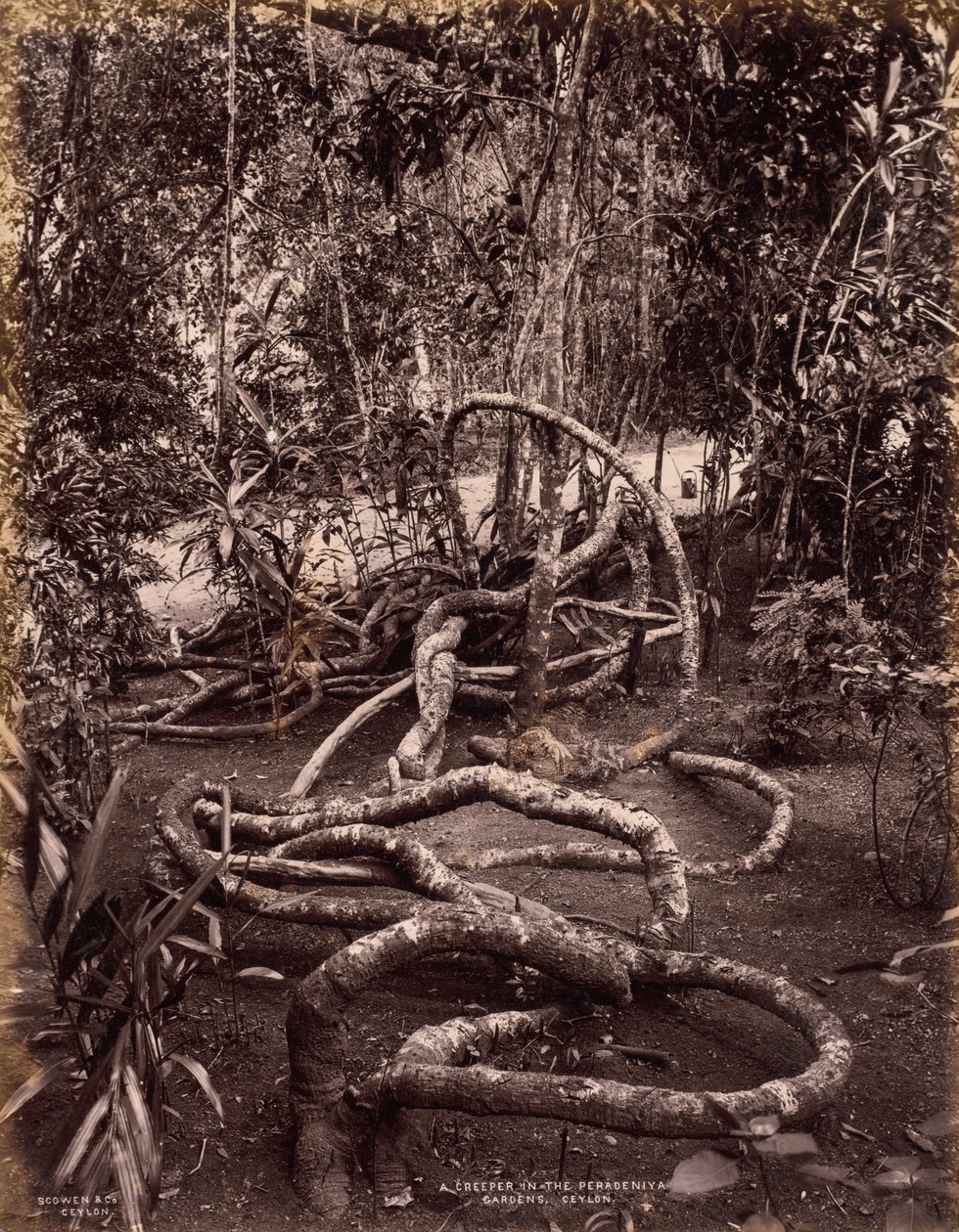 En Creeper i Peradeniya Gardens, Ceylon av Scowen and Co.