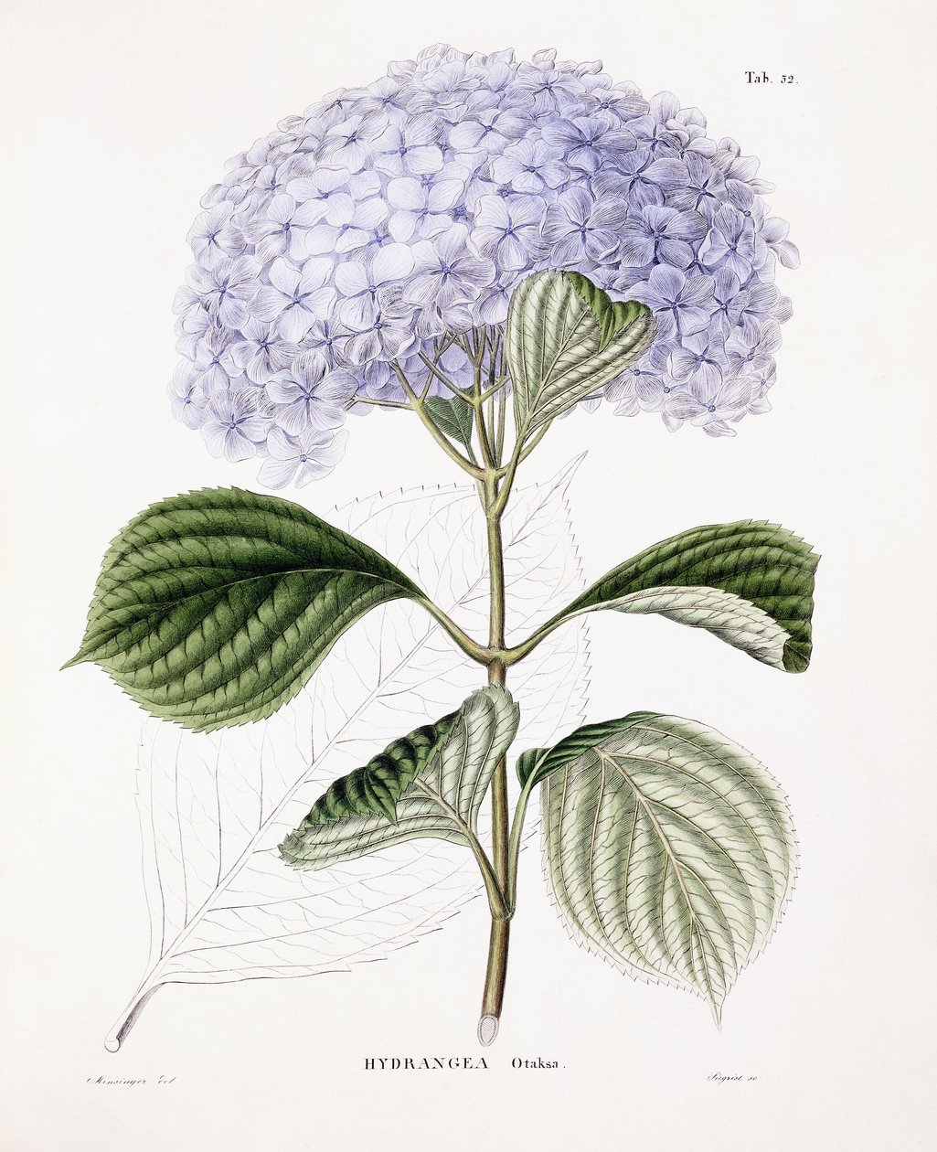 Hortensia Ottaksa, ca. 1835-70 av Sebastian Minsinger