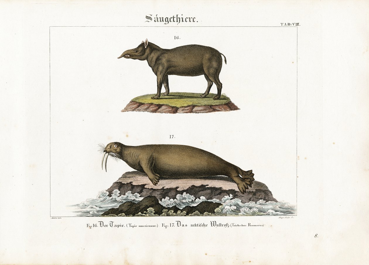 Tapir og arktisk hvalross av Senior Meyer