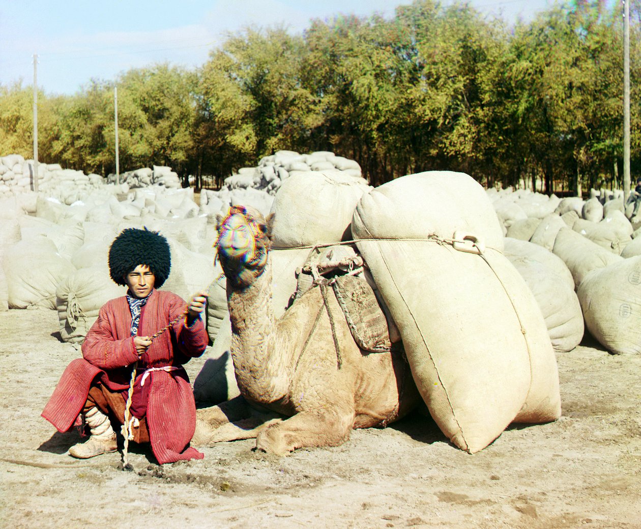 Turkmensk mann poserer med kamel lastet med sekker med bomull, Sentral-Asia, Det russiske imperiet, mellom 1905 og 1915 av Sergey Prokudin Gorsky
