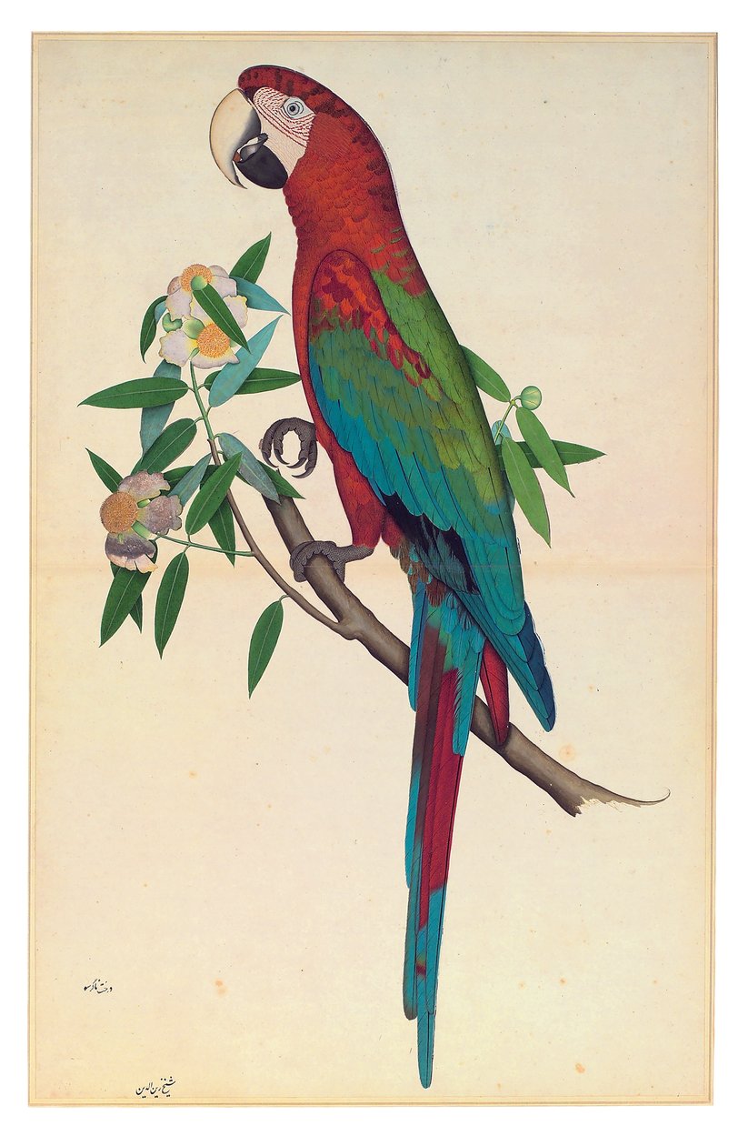 A Green-winged Macaw, ca. 1780 (ugjennomsiktig akvarell på papir) av Shaikh Zain ud Din (fl.1777 83)