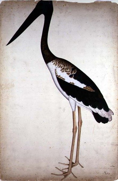 Blacknecked Stork, Xenorhynchus Asiaticus, malt for Lady Impey i Calcutta, ca. 1780 (gouache på papir) av Shaikh Zain ud Din (fl.1777 83)