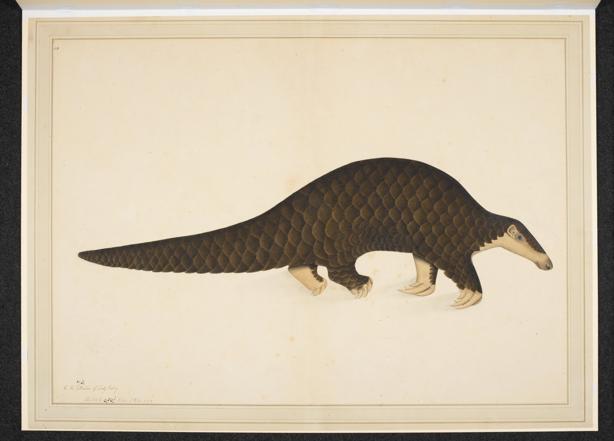 Legg til snøen. Eller. 4667, Pangolin eller skjellete maursluker av Shaikh Zain ud Din (fl.1777 83)