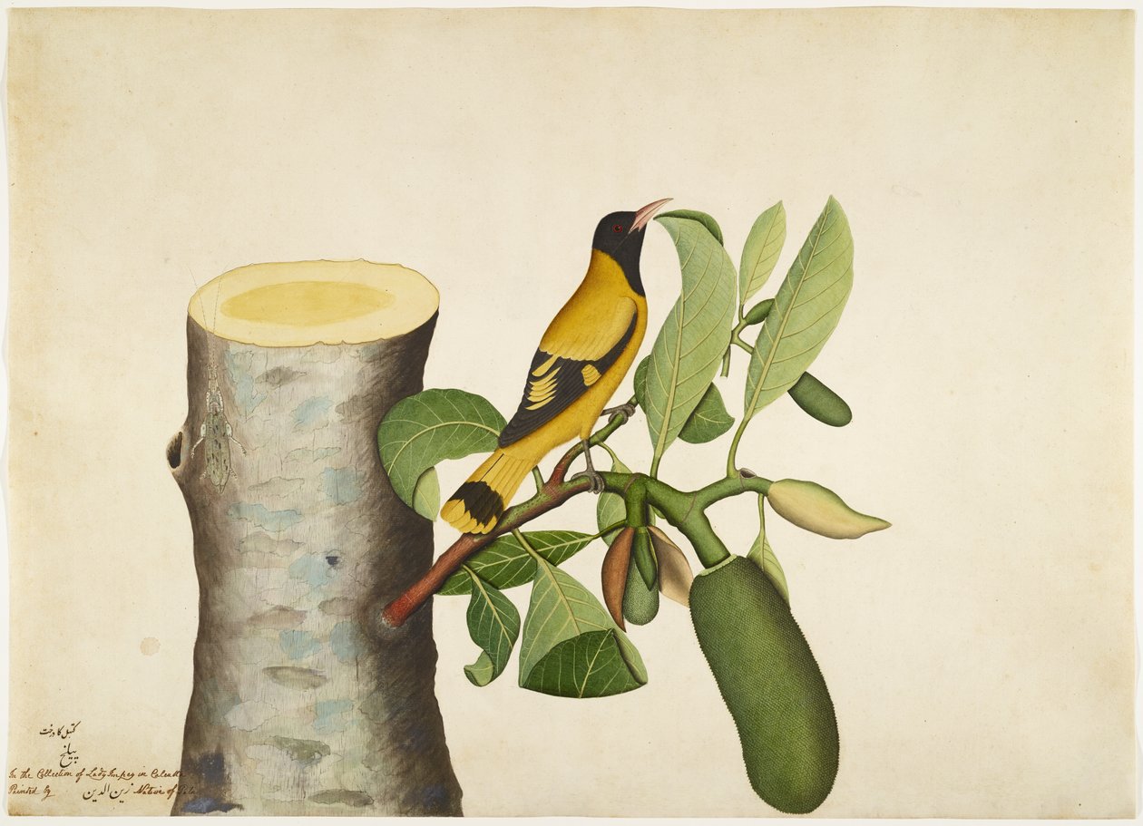 Sort hette Oriole og insekt på Jackfruit Stump, folio fra en serie bestilt av Lady Impey, 1778 av Shaikh Zain ud Din