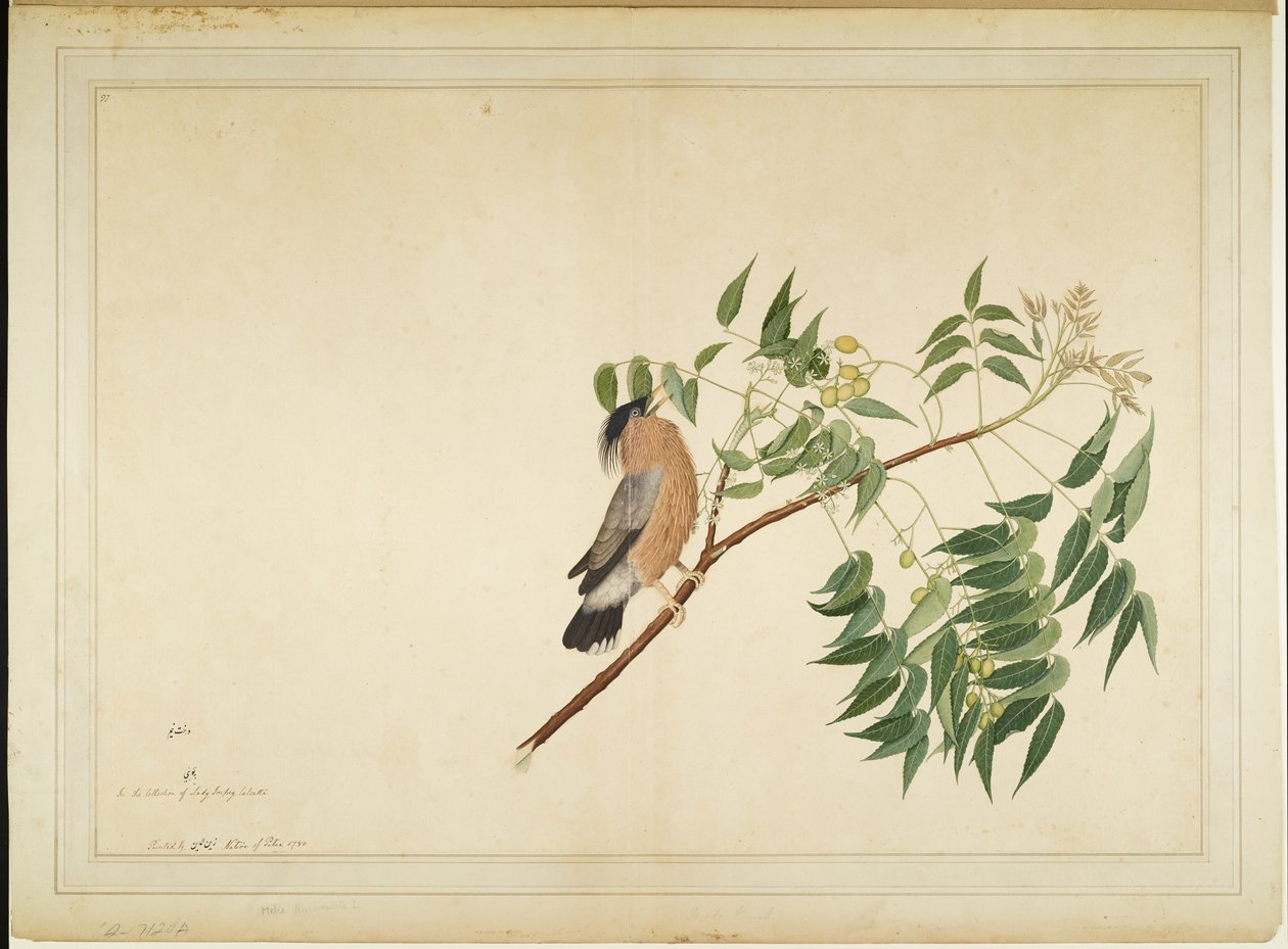 Brahminy Starling på Neem Tree Branch, folio fra en serie bestilt av Lady Impey, 1780 av Shaikh Zain ud Din