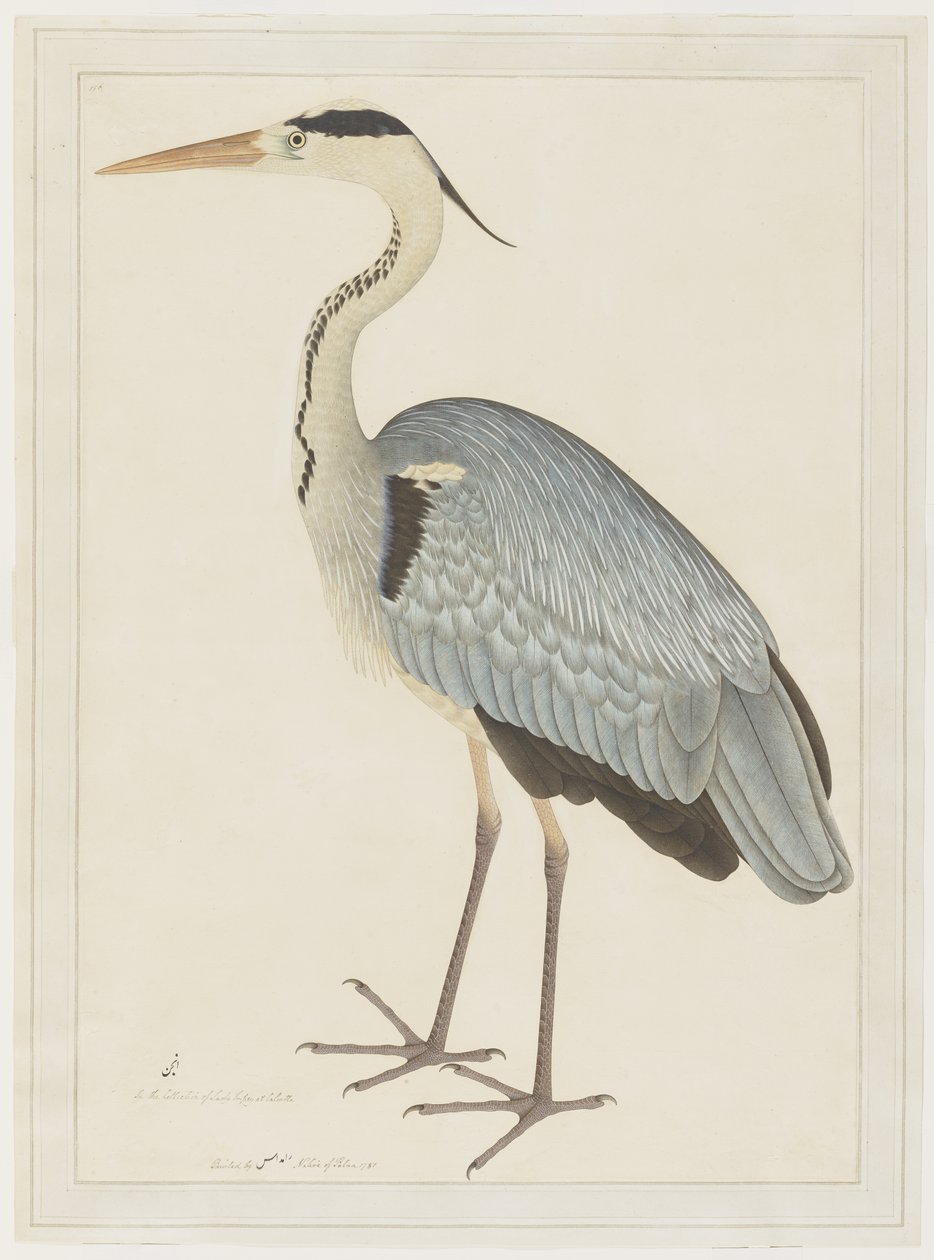 Grey Heron, folio fra en serie bestilt av Lady Impey, ca. 1780-82 av Shaikh Zain ud Din