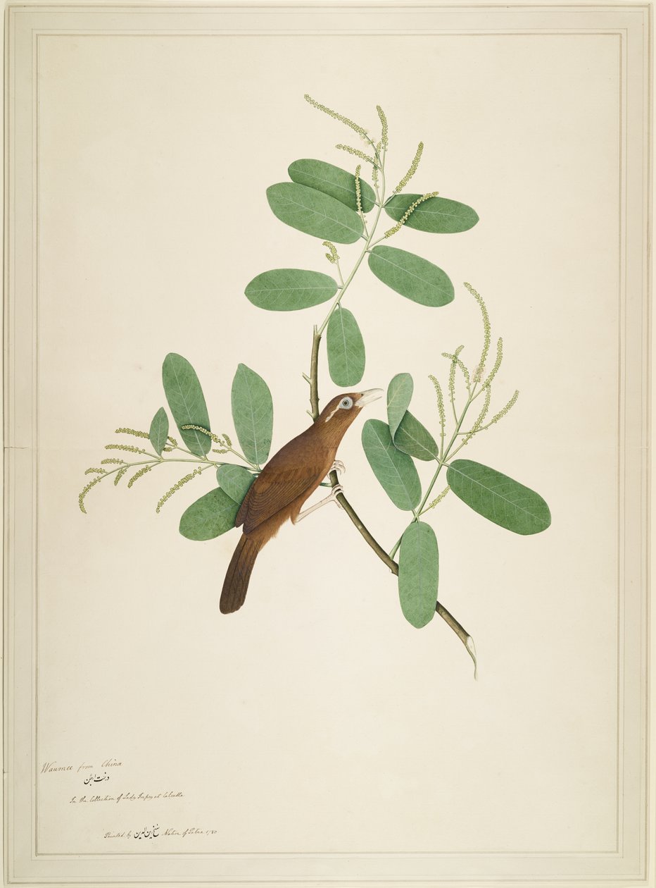 Hwamei på Terminalia Branch, folio fra en serie bestilt av Lady Impey, 1780 av Shaikh Zain ud Din