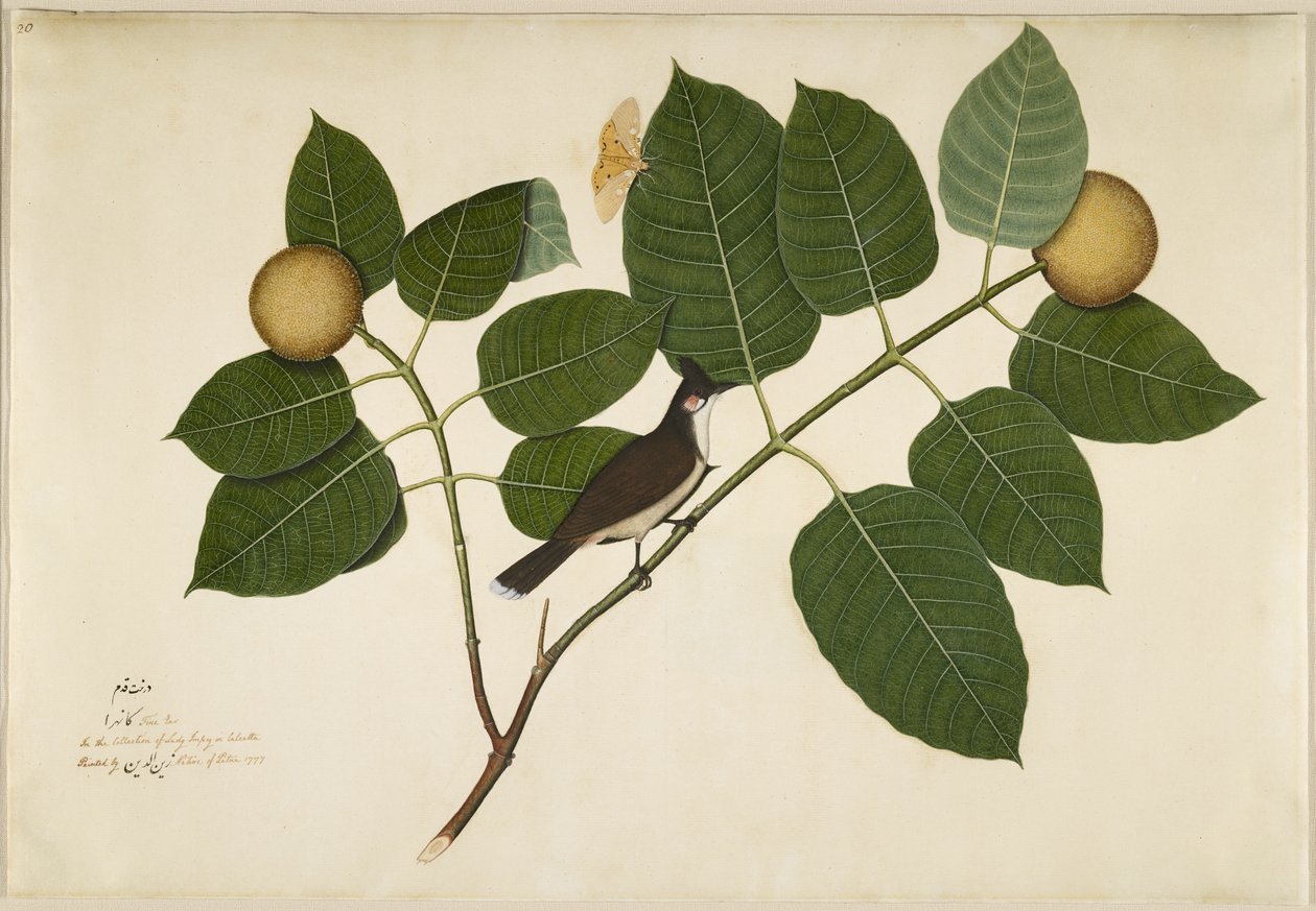 Rød whiskered Bulbul og Aganais Ficus Moth på Kadamba Branch, folio fra en serie bestilt av Lady Impey, 1777 av Shaikh Zain ud Din