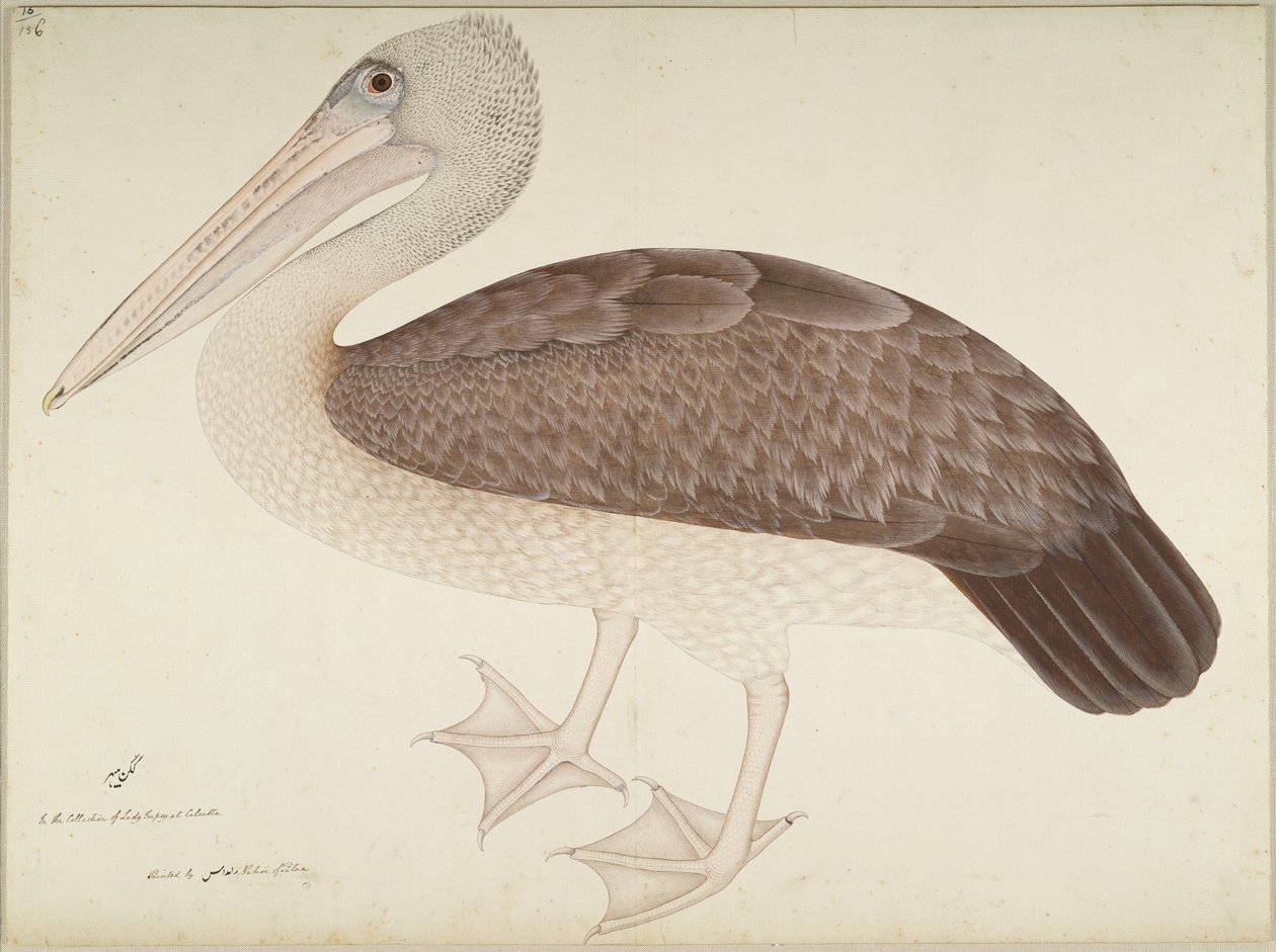 Spotbilled Pelican, folio fra en serie bestilt av Lady Impey, ca. 1780-82 av Shaikh Zain ud Din
