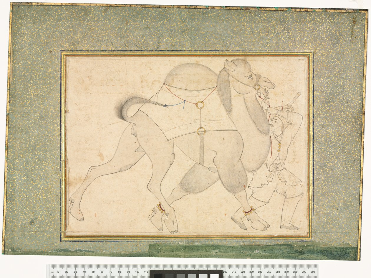 Kamel og brudgom, ca. 1545-76 av Shaykh Muhammad