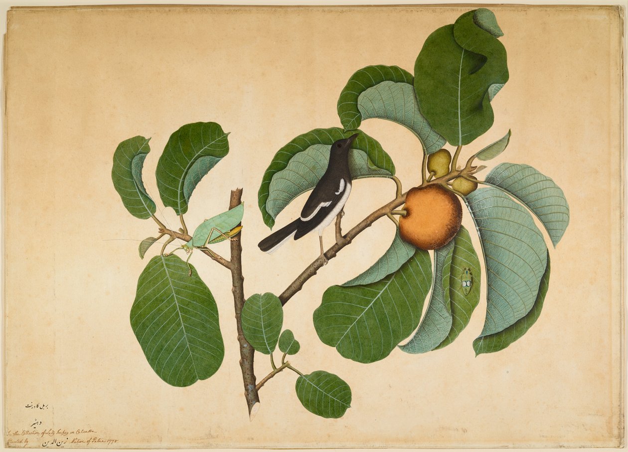 Oriental Magpie Robin med Katydid og Leaf Hopper på Monkey Jack Branch av Sheikh Zain ud Din