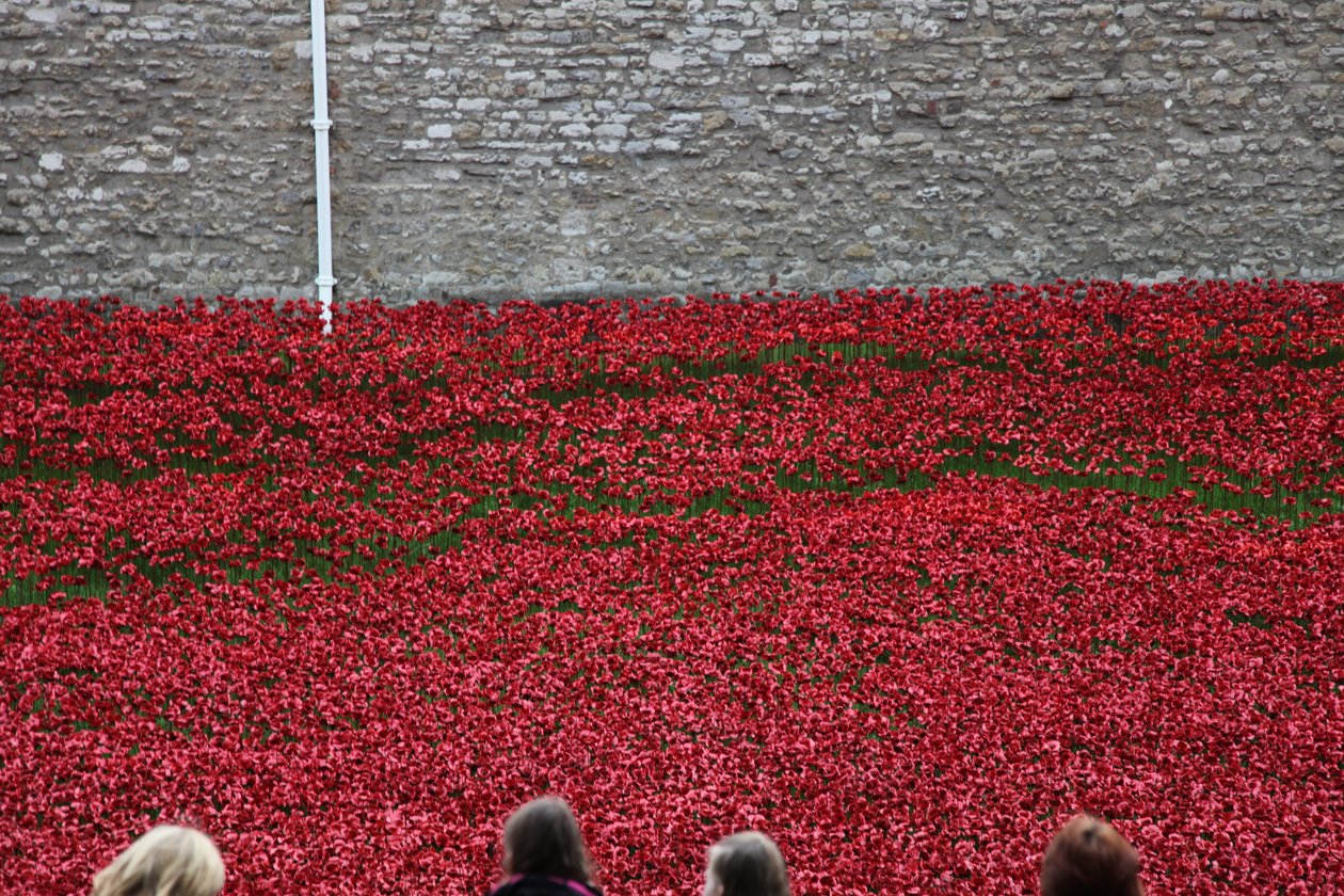 Blood Swept Lands and Seas of Red, Tower of London, 2014. av Sheldon Marshall