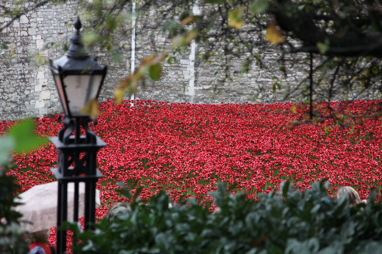 Blood Swept Lands and Seas of Red, Tower of London, 2014. av Sheldon Marshall