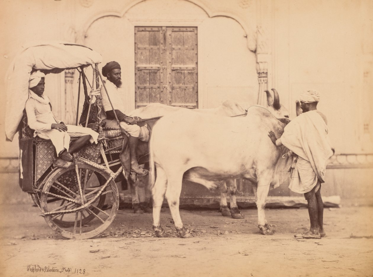 Oksevogn, Delhi, 1863. av Shepherd and Robertson