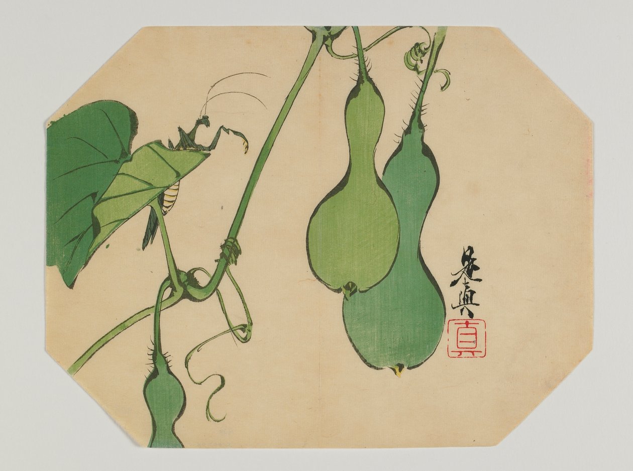 Trykk for en uchiwa, kalebasser på en vinranke med mantis, Meiji-tiden, sent på 1800-tallet (farget treblokktrykk) av Shibata Zeshin