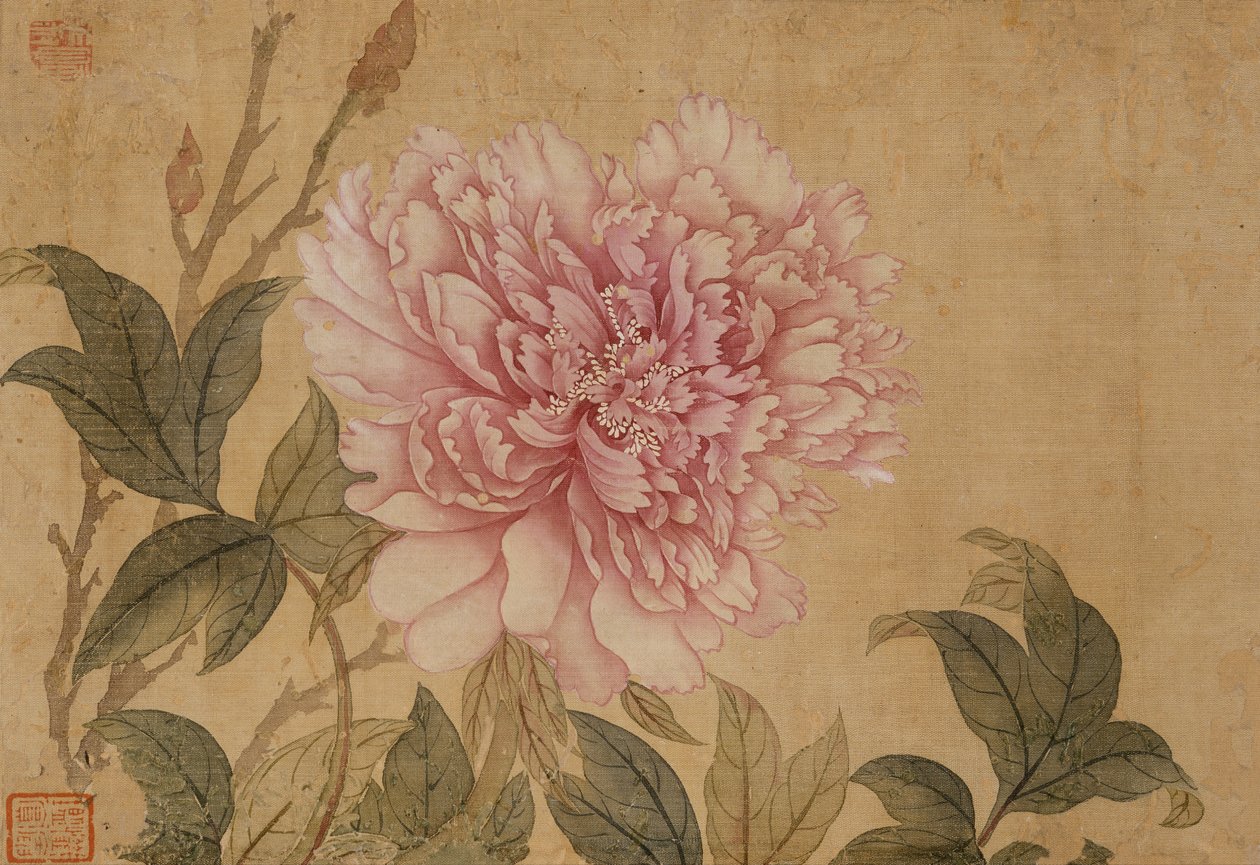 Peon, Leaf fra et album med blomstermalerier (blekk og farge på silke) av Shouping Yun
