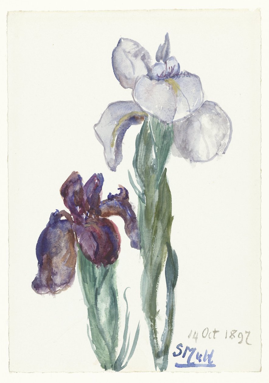 iris av Sientje Mesdag van Houten