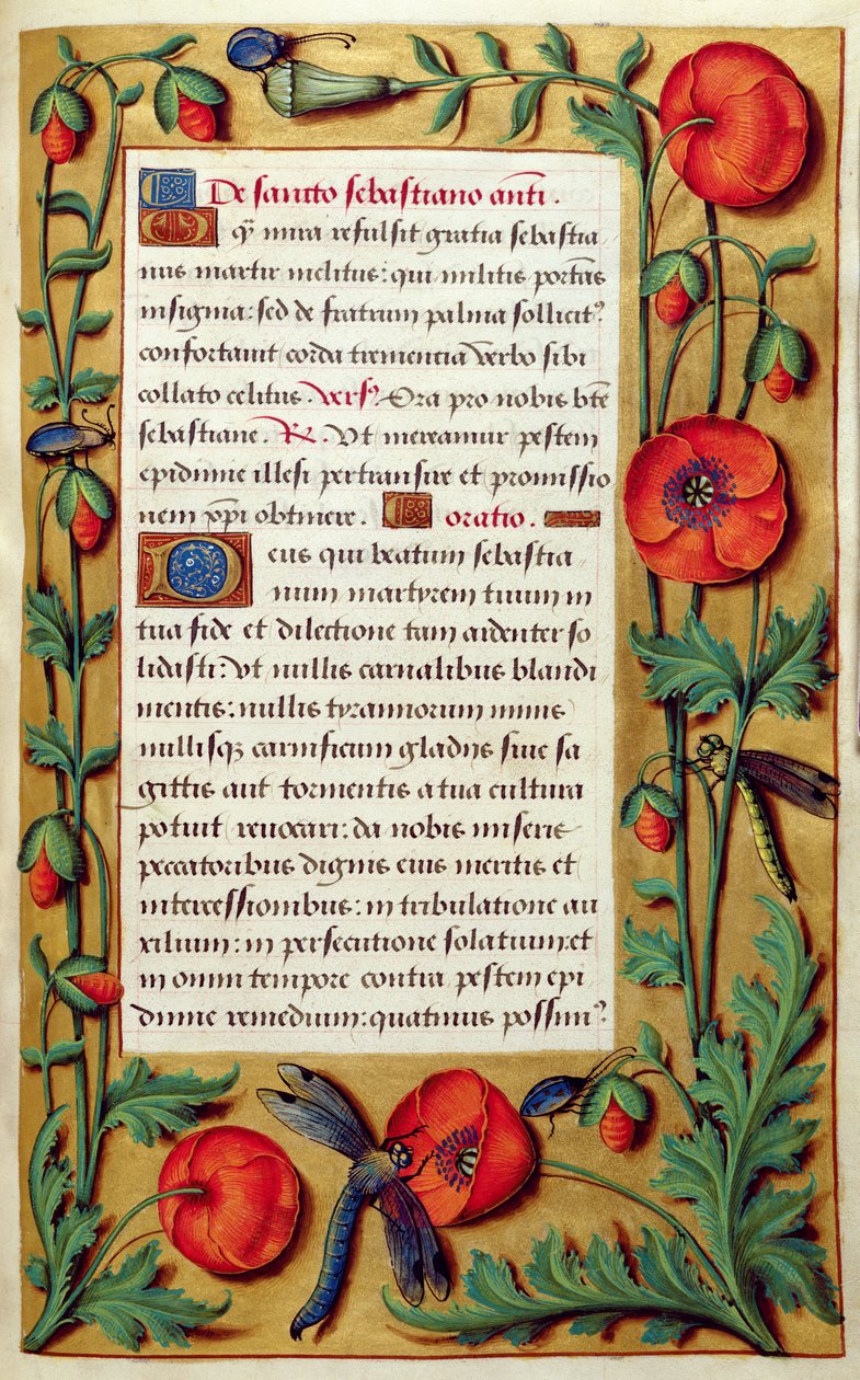 Legg til 18855 f.103 Valmuer og øyenstikkere, fra en timebok, ca. 1540 (vellum) av Simon Bening