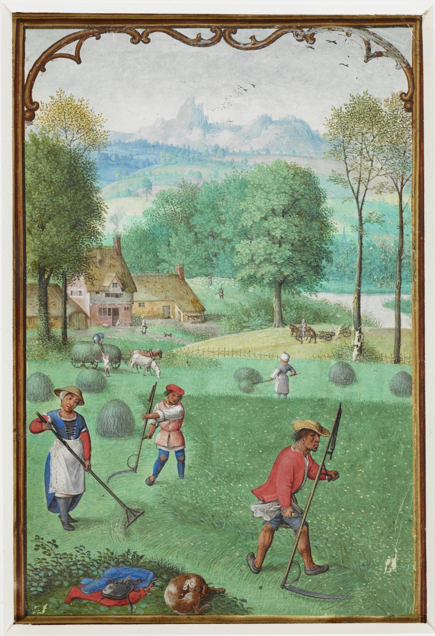 Legg til MS 18855 f.109v juli: høsting, såing, fra en timebok, ca. 1540 (vellum) av Simon Bening