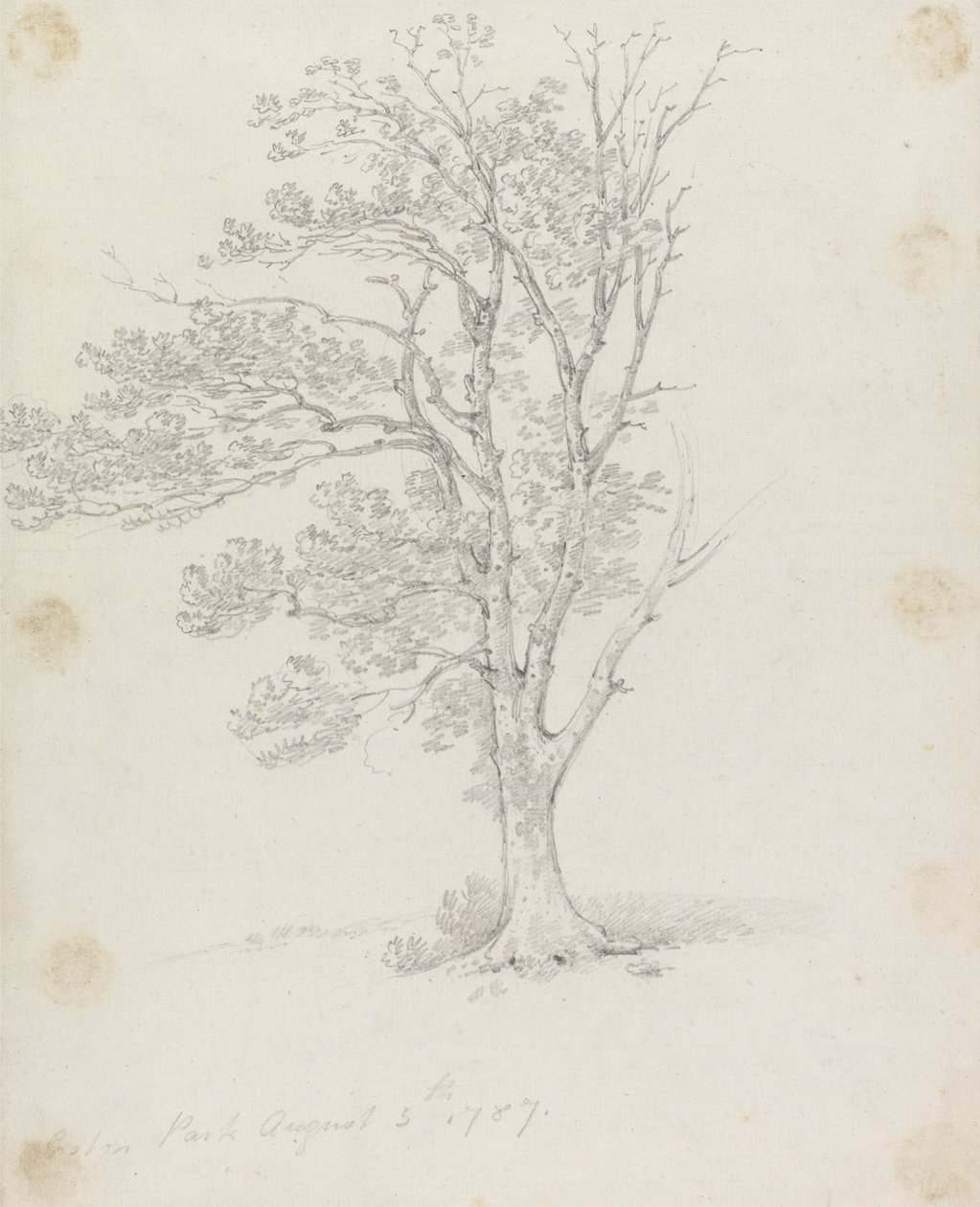 Tre i Easton Park av Sir George Howland Beaumont seventh Baronet