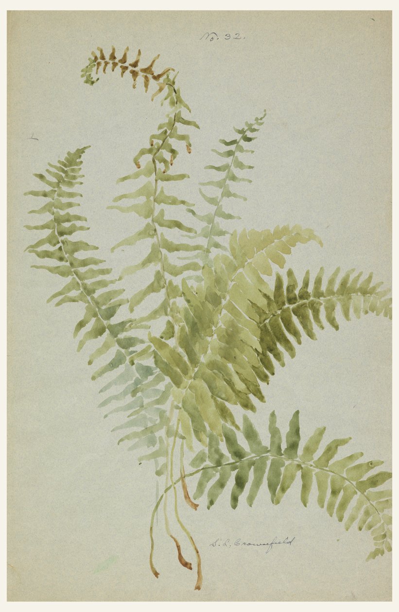 Tegning, studier av bregner, begynnelsen av 1900 -tallet av Sophia L. Crownfield