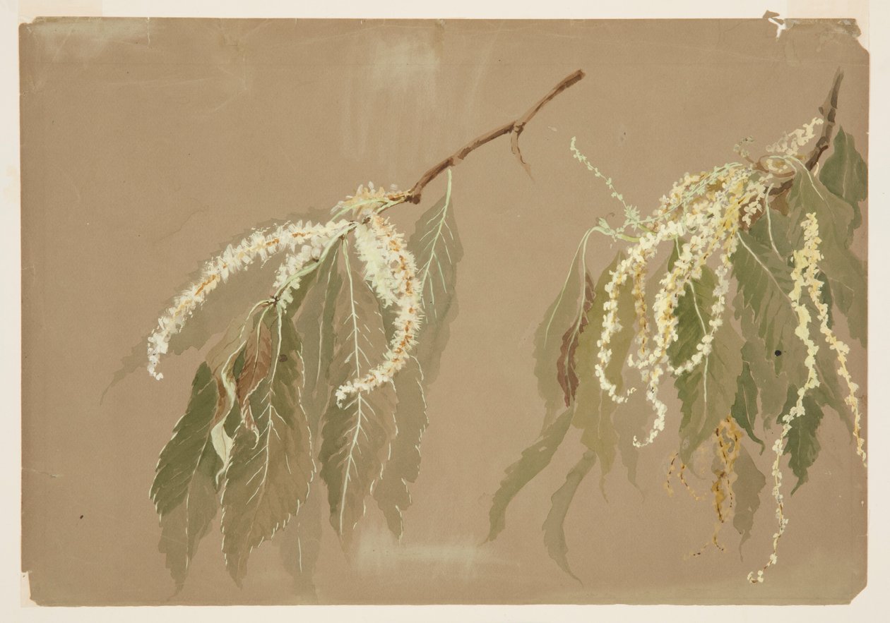 Studie av kastanjetregrener av Sophia L. Crownfield