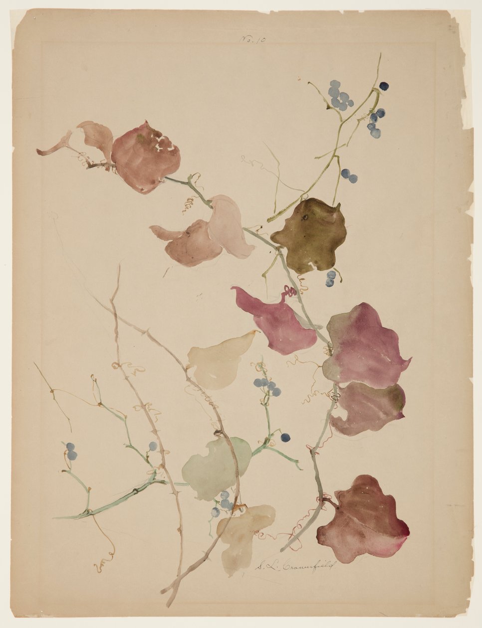 Studie av Clematis Vine med blå bær av Sophia L. Crownfield