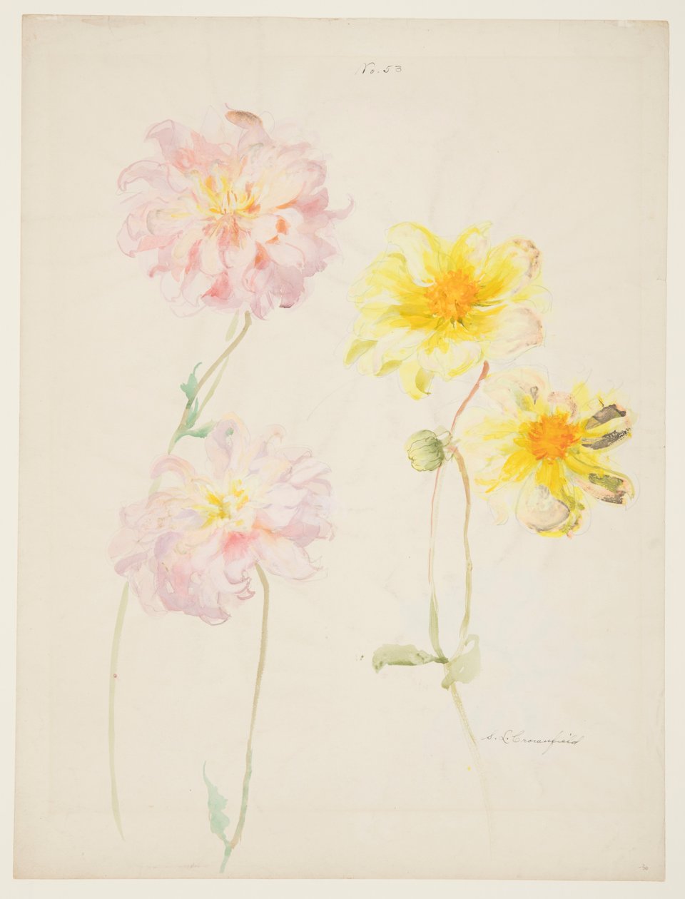Studie av Dahliaer av Sophia L. Crownfield