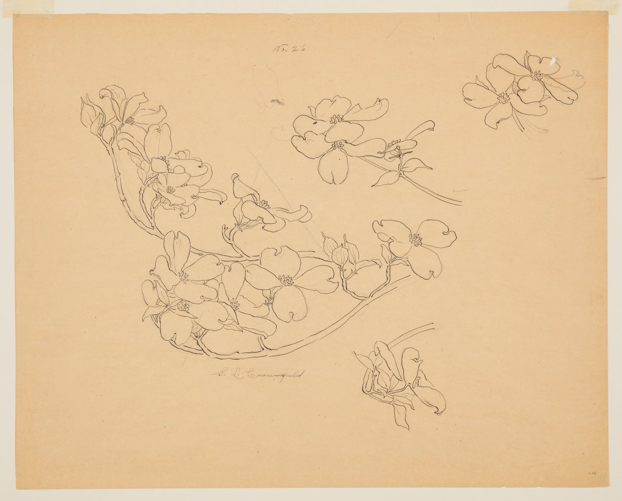 Studie av Dogwood av Sophia L. Crownfield