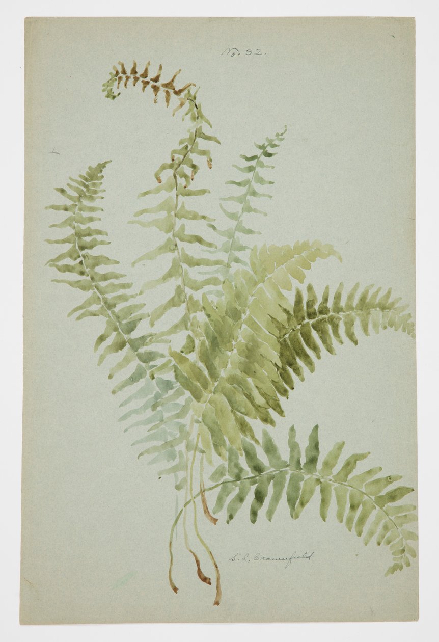 Studie av Fern av Sophia L. Crownfield