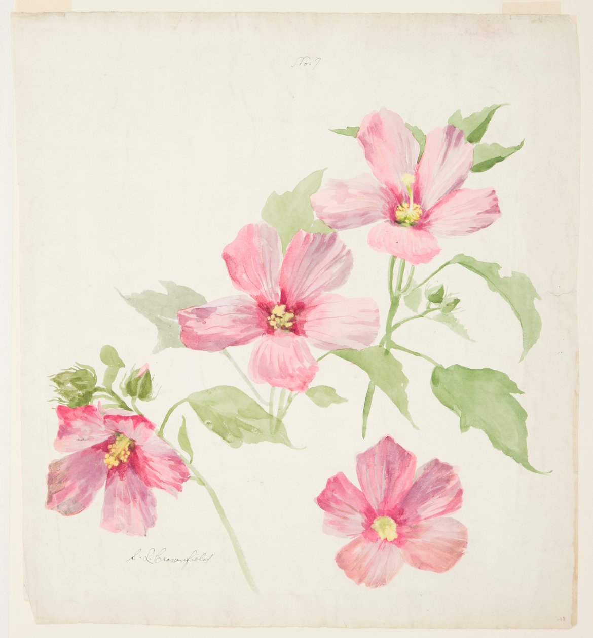 Studie av Mallow av Sophia L. Crownfield