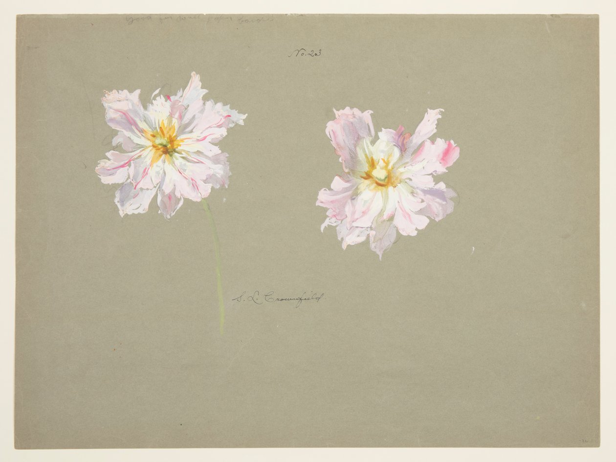 Studie av blekrosa peoner av Sophia L. Crownfield