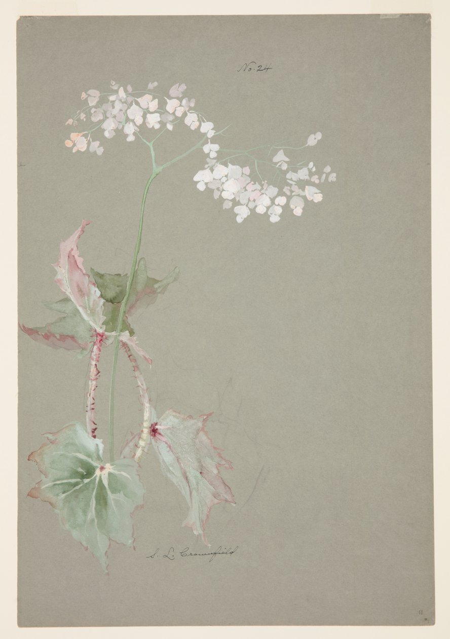 Studie av Pink Begonia av Sophia L. Crownfield