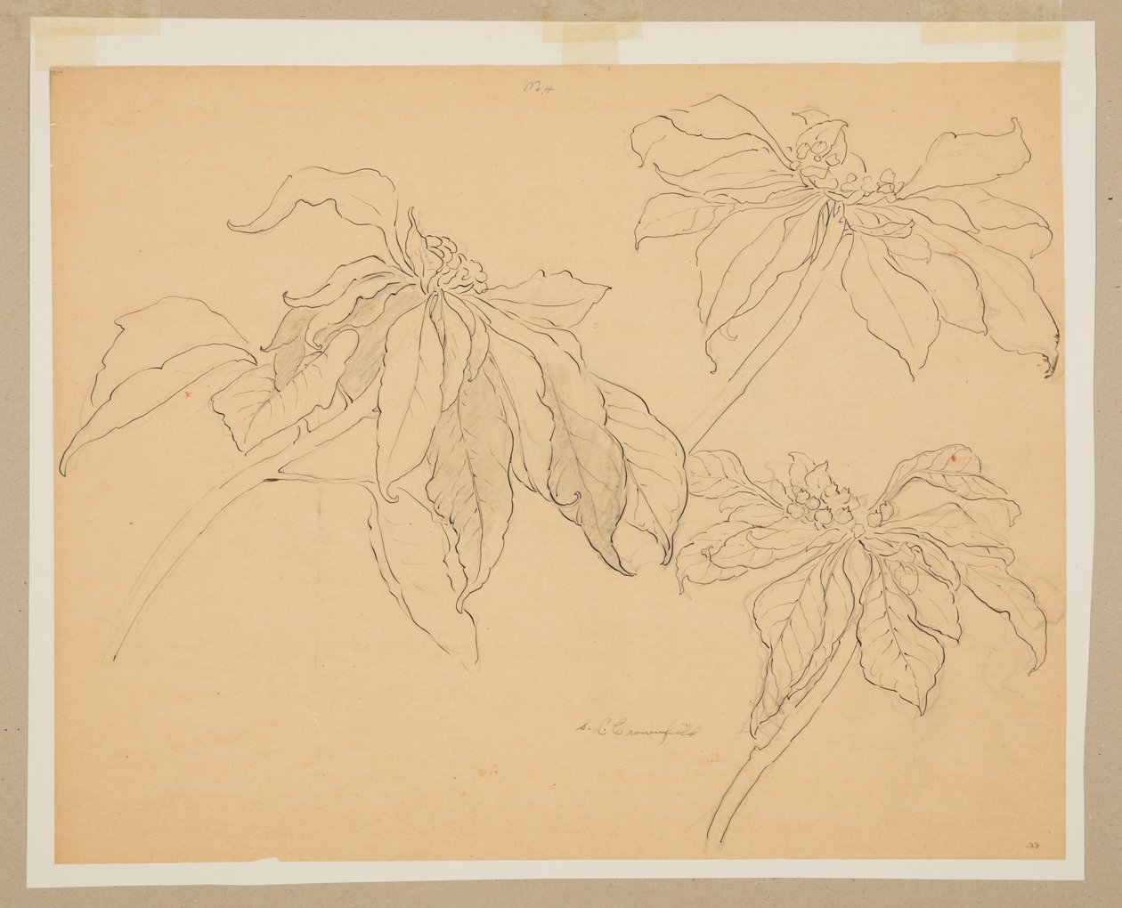 Studie av julestjerner av Sophia L. Crownfield