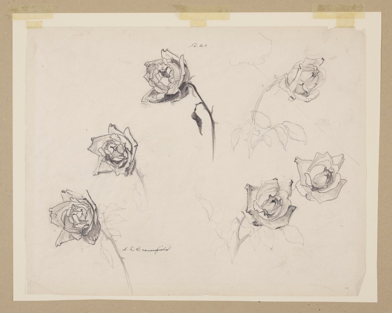 Studie av roser av Sophia L. Crownfield