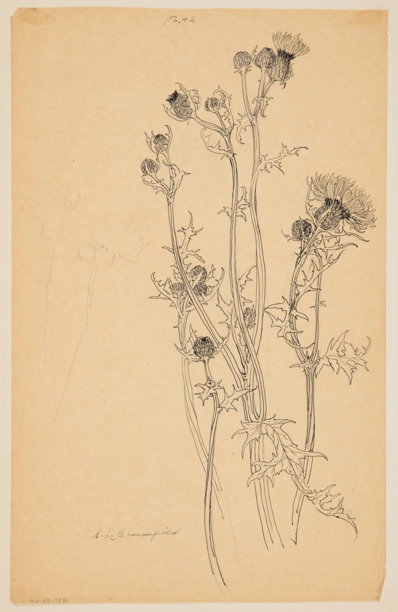 Studie av tistelplanter av Sophia L. Crownfield