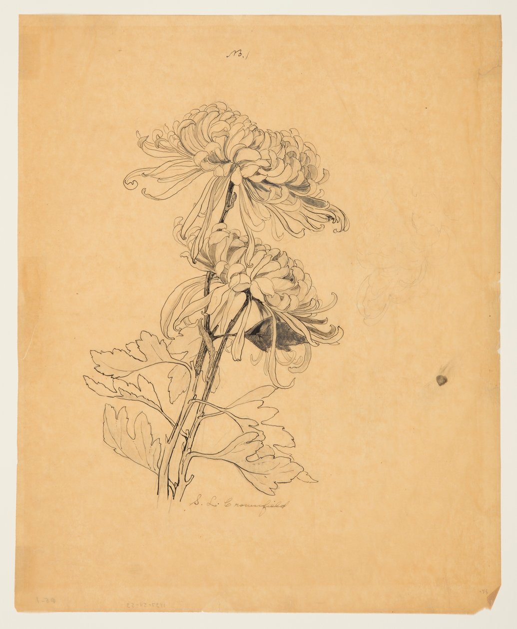 Studie av to krysantemum av Sophia L. Crownfield
