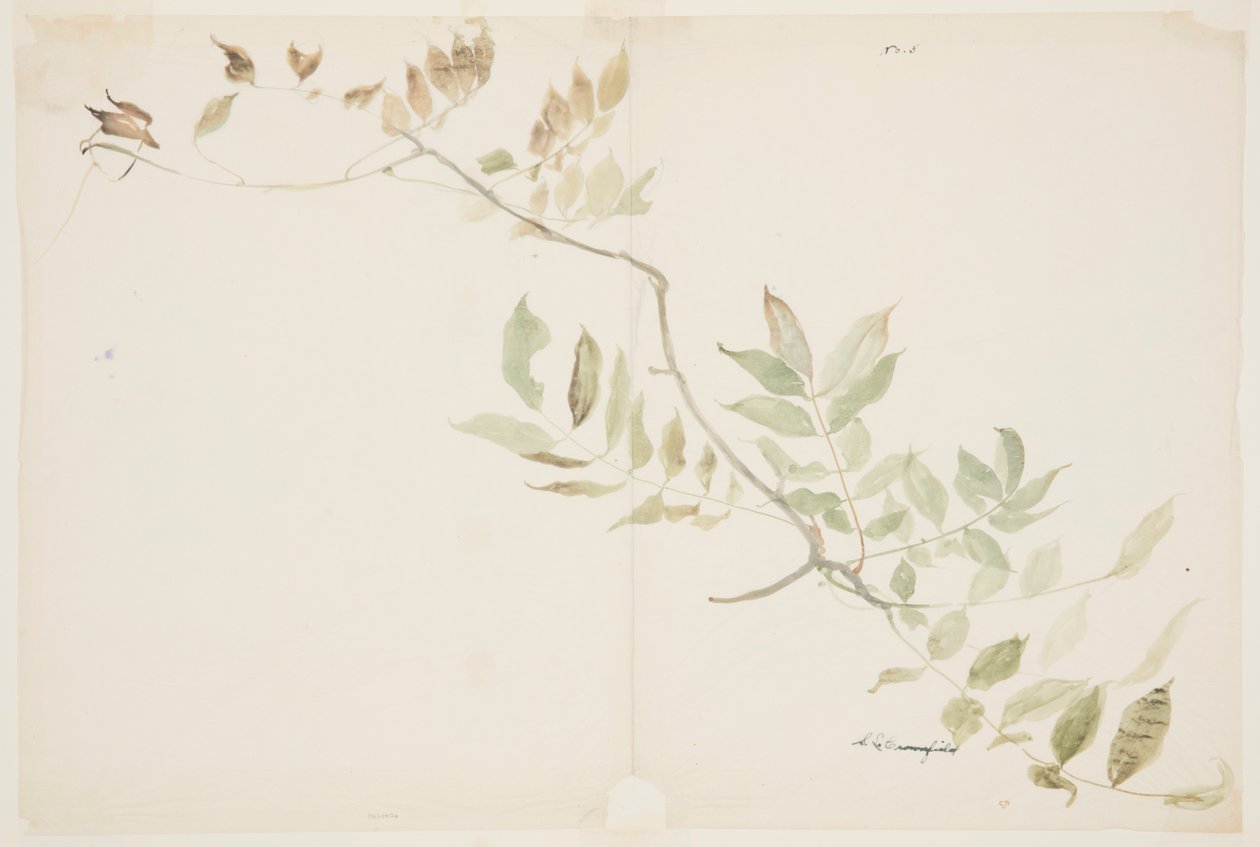 Studie av Wisteria-løvverk av Sophia L. Crownfield