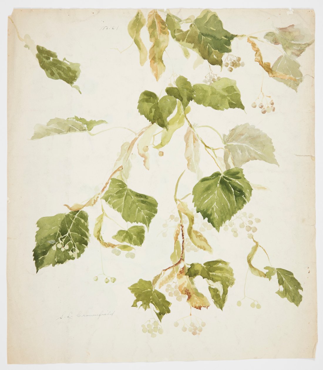 Studie av en Linden-gren av Sophia L. Crownfield