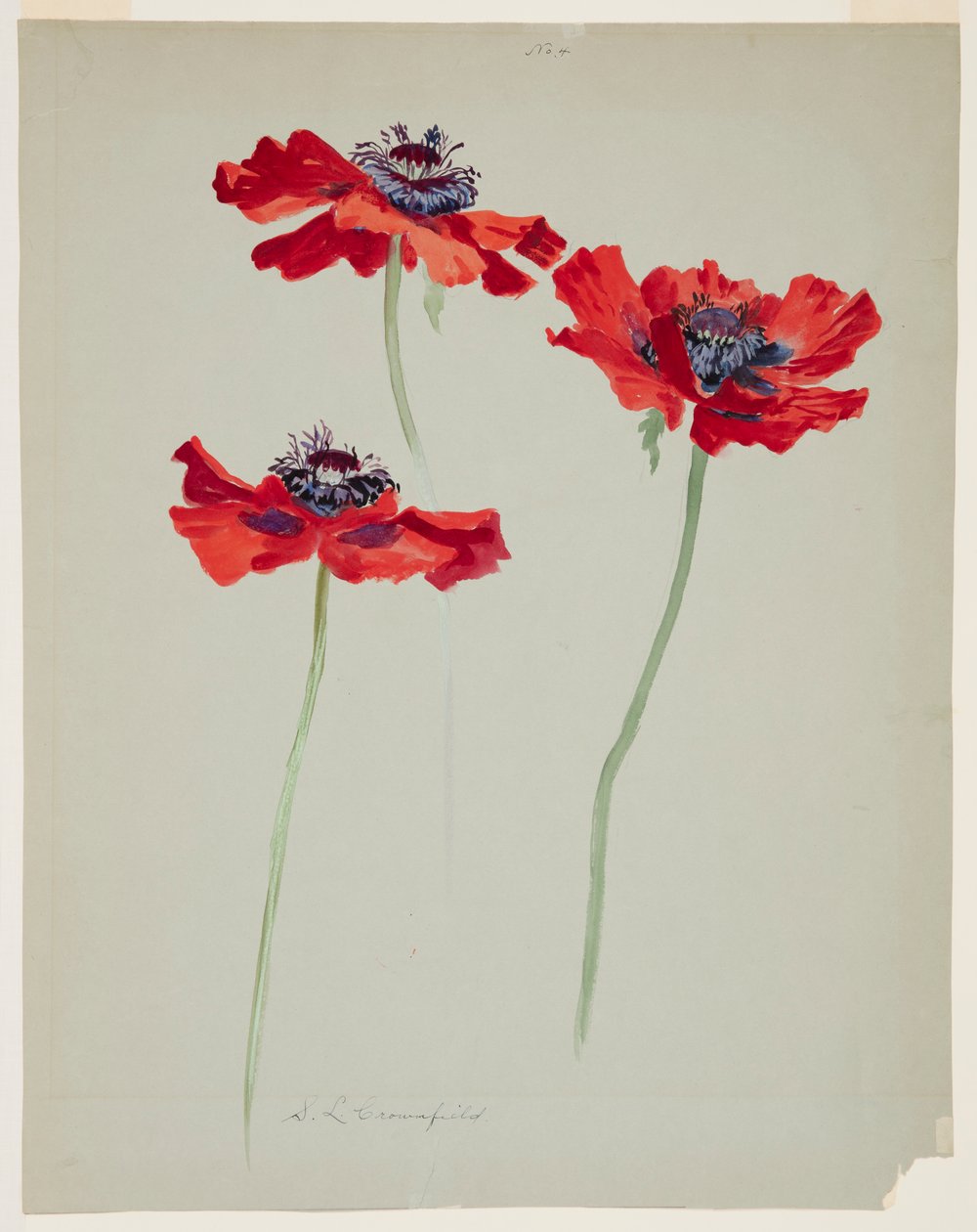 Tre studier av valmuer av Sophia L. Crownfield