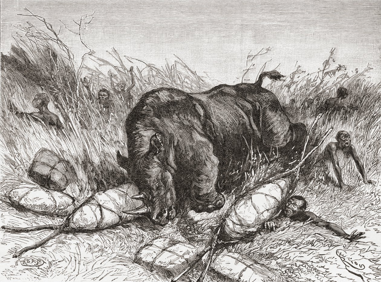 Et neshorn angriper en ekspedisjon, fra 