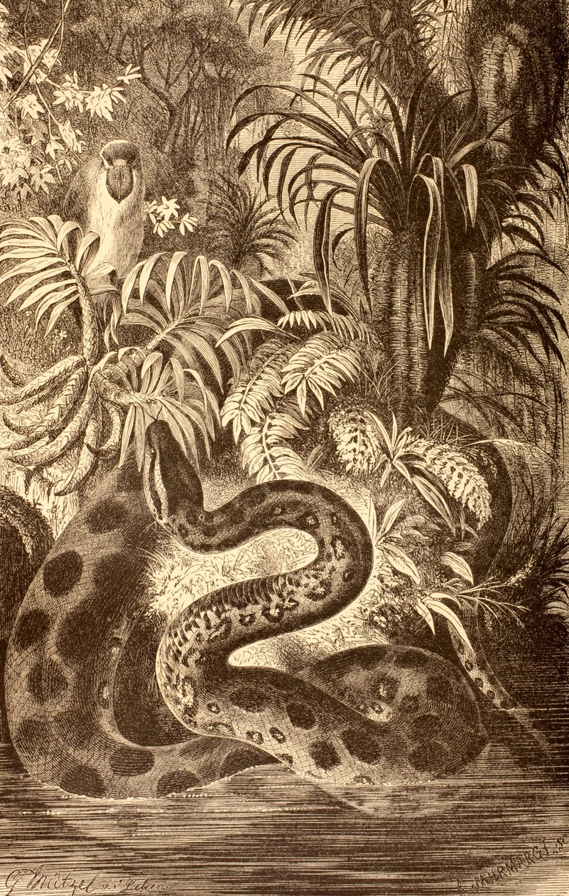 Anaconda leter etter byttedyr, fra 
