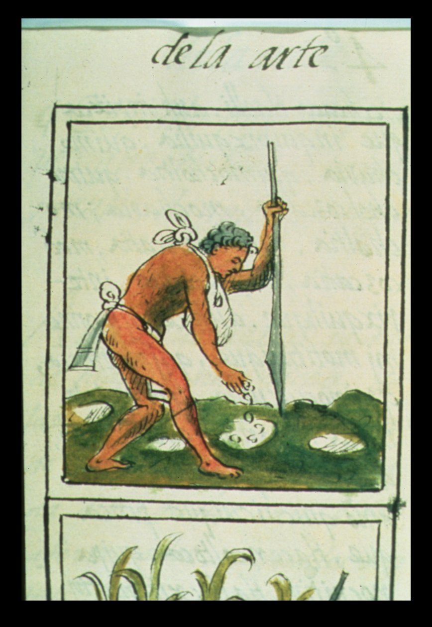 Fru Palat. 218-220 Bok IX En aztekisk mann som planter mais, fra 