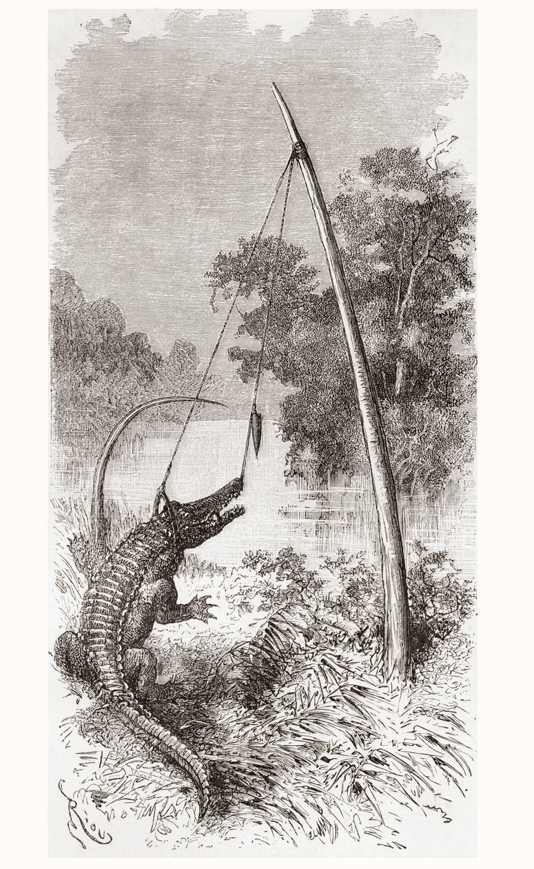 En alligatorfelle på elven Oyapock eller Oiapoque, som danner grensen til Fransk Guyana og Brasil av Spanish School