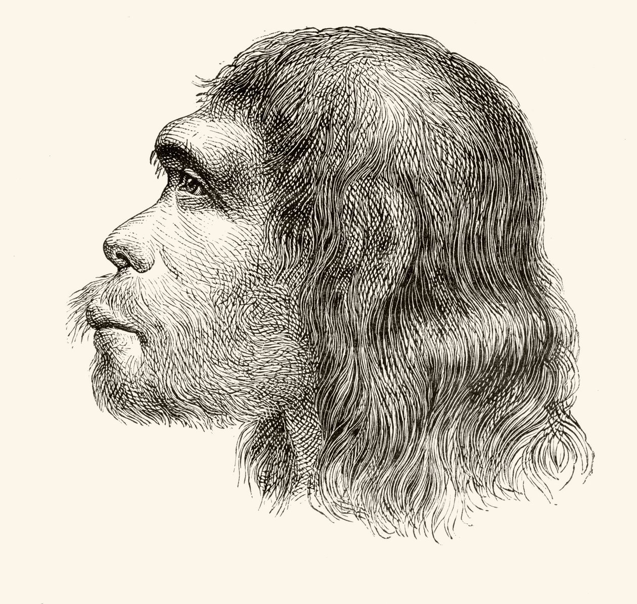 Head of a Neanderthal Man, fra 