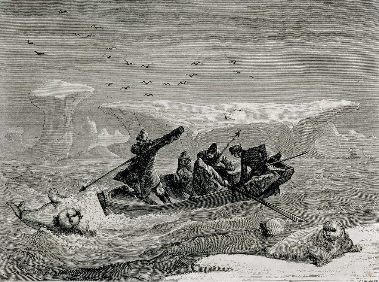 Jakt på hvalross med harpuner på Spitsbergen, Svalbard, illustrasjon fra 