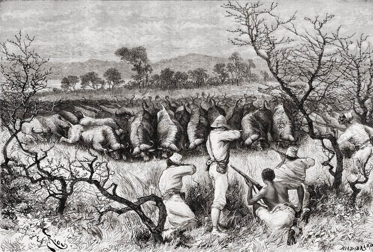 Jakt på bøffel i Sentral-Afrika på slutten av 1800-tallet, fra 