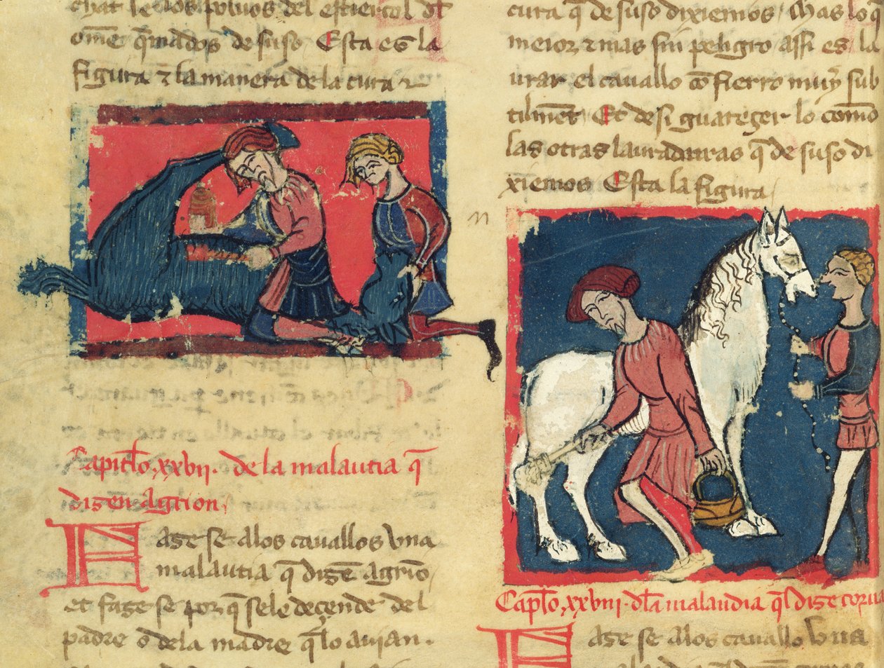 Ms 214 fol.38r Behandling av en hest med skabb, fra Libro de Menescalcia y Albeyteria av Juan Alvarez, ca. 1390 av Spanish School