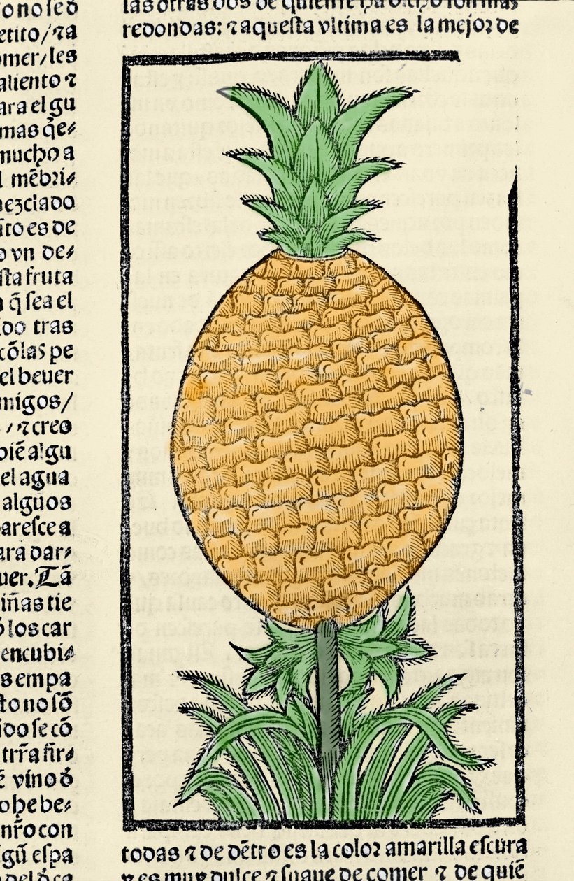 Representasjon av en ananas. Gravering fra boken "General history of the Indias, islands and fastland of the ocean sea"" av Gonzalo Fernandez de Oviedo (Gonzalo) eller Fernandez de, eller Hernandez de Oviedo y Valdes (1478-1557) av Spanish School