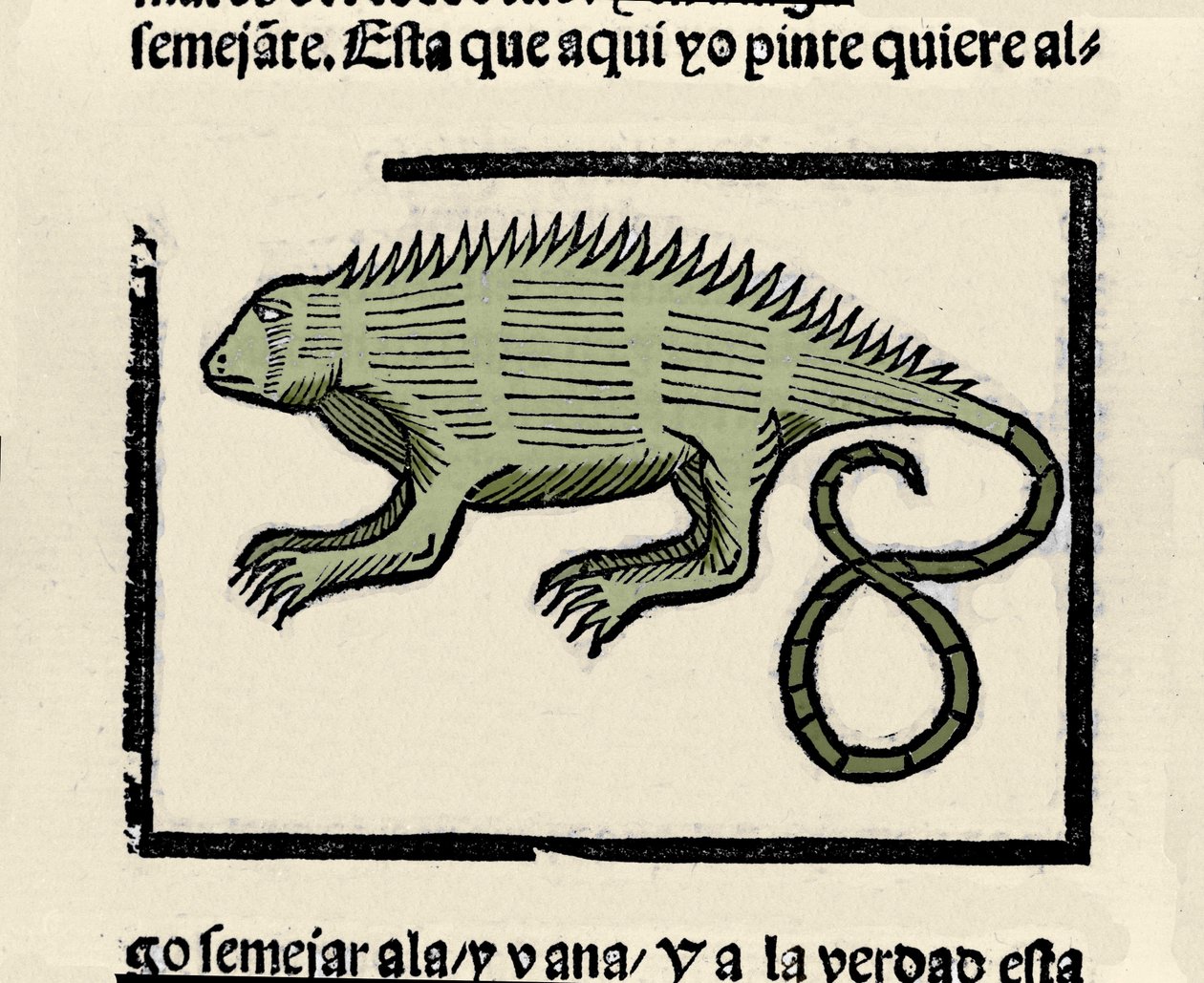 Representasjon av en leguan. Gravering fra boken "General history of the Indias, islands and fastland of the ocean sea"" av Gonzalo Fernandez de Oviedo (Gonzalo) eller Fernandez de, ou Hernandez de Oviedo y Valdes (1478-1557) av Spanish School